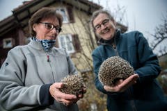 Links hält Käthy Maurer einen Neuankömmling in den Händen, Evelyne Noser präsentiert ein wieder genesenes Exemplar. (Bild: Pius Amrein (Ebikon, 22. November 2018))