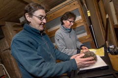 Ab auf die Waage: Ein gesunder Igel sollte in unserer Höhenlage mindestens 600 Gramm wiegen. (Bild: Pius Amrein (Ebikon, 22. November 2018))
