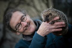 Evelyne Noser betreibt in Ebikon eine Igel-Auffangstation. In den Händen hält sie einen Igel, der bereits wieder recht fit ist. (Bild: Pius Amrein (Ebikon, 22. November 2018))