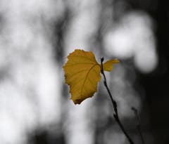Die November Stille in Hauptwil. (Bild: Yvonne Aldrovandi-Schläpfer)