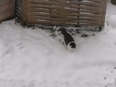 In Speicher erkundet eine Katze den Schnee. (Bild: Leserreporter)