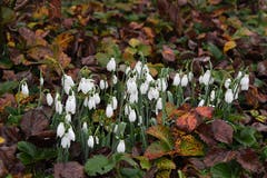 Frühlingserwachen im November. (Bild: Yvonne Aldrovandi-Schläpfer)