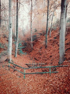 Märchenstimmung im Wald. (Bild: Larisa Gheorghe (Horw, 29. November 2018))