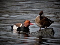 Schön, dass sich diese wunderschönen «Wintergäste» zum Überwintern auch dieses Jahr das Seebecken von Luzern ausgesucht haben. (Margrith Imhof Röthlin (Meggen, 29. November 2018))