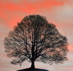 Eine Linde im Morgenrot. (Bild: Toni Sieber)