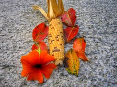 Herbstimpressionen in Montlingen. (Bild: Toni Sieber)