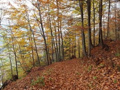 Goldgelber Herbstwald, aufgenommen bei Brienz. (Bild: Bruno Ringgenberg, 3. November 2018)