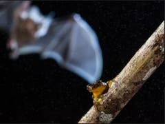 Gesamtsieg in der Studentenkategorie: Fledermaus schnappt sich gelben Frosch am Amazonas von Adrià López Baucells, Universität Lissabon. (Bild: British Ecological Society)
