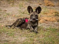 Sieger in der Kategorie «Ökologie in Aktion»: Junger Wildhund mit Betäubungsspritze von Dominik Behr, Universität Zürich. (Bild: British Ecological Society)