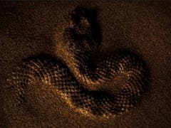 Zweiter Gesamtsieger: Sandviper von Roberto Garcia-Roa, Universität Valencia. (Bild: British Ecological Society)