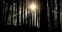 Ein Sonnenstern im dunklen Tannenwald. (Bild: André Egli (Ettiswil, 2. November 2018))