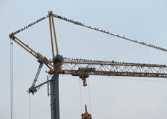Stare auf einem Kran in Gossau ( Bild: Claudine Germann)