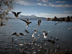 Hier wird uns eine Flug-Show der ganz besonderen Art geboten. (Bild: Margrith Imhof-Röthlin (Luzern, 6. November 2018))