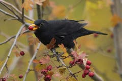 Amsel im Weissdornstrauch. (Bild: Hans Aeschlimann)