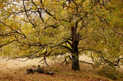 Aufgenommen mit einem älteren Objektiv, das das Bild leicht etwas malerisch aussehen lässt. (Bild: Marianne Schmid (Belchen, 4. November 2018))