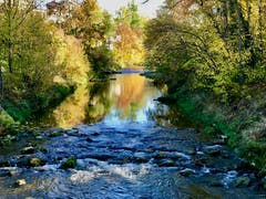 Goldiger Herbst im Murg-Auen-Park in Frauenfeld (Bild: Andreas Schelling)