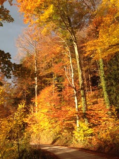 Explosion der Farben im Hätterenwald. (Bild: Sibylle Reinert)
