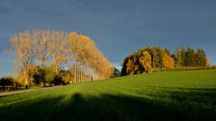 Baumallee im herbstlichen Abendlicht bei Wilen, Berg SG. (Bild: Beat Sax)