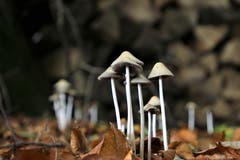 Pilze im Wald. (Bild: Irene Wanner (Knutwil, 7. November 2018))