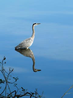 Fischlein duck dich! (Bild: Norbert Wenk)