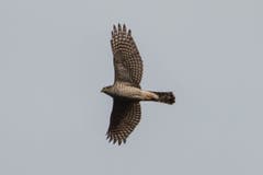Habicht im Flug auf der Alp Spicher. (Bild: Hans-Jörg Stalder)