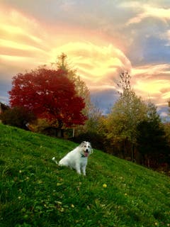 Auch Vierbeiner geniessen den Abendhimmel über Lichtensteig. (Bild: Monique Lang)