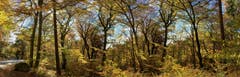 So schön ist der Herbstwald. (Bild: Toni Sieber)