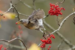Wacholderdrossel in den Vogelbeeren. (Bild: Hans Aeschlimann)