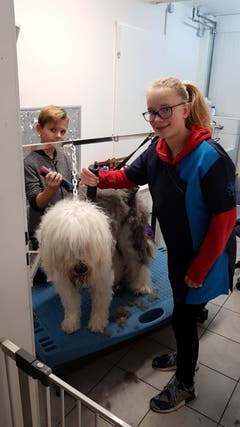 Lia und Enea waren im Hundesalon WAU in Stansstad am Zukunftstag. Der behandelnde Hund ist ein Boblail und heisst Pee Wee. (Bild: Sybille Müller)