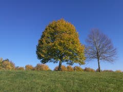 Herbstliche Stimmung: Der farbenprächtige Baum und nebenan der kahle Baum. (Bild. Urs Gutfleisch (Hildisrieden, 7. November 2018))