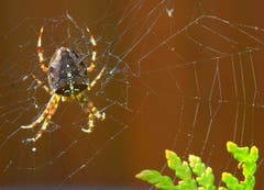 Eine Kreuzspinne wartet in ihrem Netz auf Beute. (Leserbild: Hans Adelmann - 19. Oktober 2018)