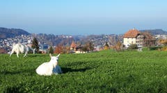 Geissen geniessen die warmen Temperaturen im Gras über der Stadt. (Bild: Doris Sieber)