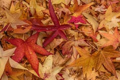 Herbstlaub. (Leserbild: Franziska Hörler - 28. Oktober 2018)