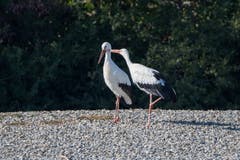 Storchenpärchen bei der Gefiederreinigung in Rapperswil. (Bild: Edgar Huber)
