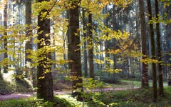 Lichtdurchfluteter Herbstwald. (Bild: Priska Ziswiler-Heller (Zuswilerwald, 9. November 2018))