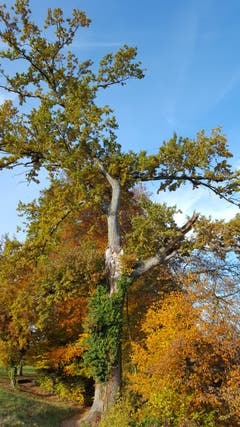 Mit letzter Kraft stemmt sich der alte Baum gegen kommende Herbststürme. (Bild: Willy Birrer (Beinwil, 7. November 2018))