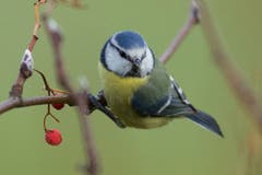 Eine Blaumeise in Trogen. (Bild: Hans Aeschlimann)