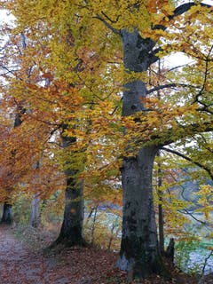 An der Thur in Bischofszell. (Bild: Reto Schlegel)