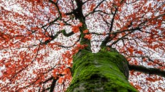 Ein Baum auf dem Kirchplatz in Meggen. (Bild: Stefan Kunz (Meggen, 1. Dezember 2018))