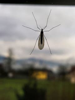 Besuch am Küchenfenster in Montlingen. (Bild: Toni Sieber)