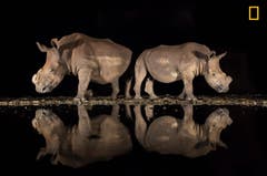 Diesen Nashörnern in Südafrika wurden die Hörner entfernt, damit sie für Wilderer nicht von Interesse sind. (Bild: National Geographic/Alison Langevad)