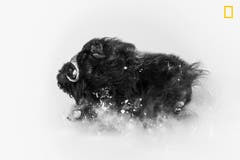 Moschusochsen sind toughe, arktische Tiere: «Dieses Bild zeigt ihre Schönheit und Kraft – sowie den Schnee mit dem sie 8 Monate im Jahr zu tun haben.» (Bild: National Geographic/Jonas Beyer)
