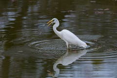 Der Silberreiher geniesst einen Fische - Snack. (Bild: Edgar Huber)