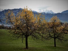 Frühling, Herbst und Winter auf einem Bild; Grüne Matten, bunte Bäume und schneebedeckte Berge. (Bild: Margrith Imhof-Röthlin (Meggen, 9. Dezemeber 2018))