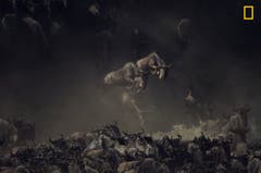 «Es war früh am Morgen, als ich die Gnus den Mara-Fluss in Tansania queren sah.» (Bild: National Geographic/Pim Volkers)