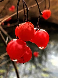 Beeren im Regen. (Bild: Toni Sieber)