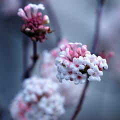 Der Winterschneebaum gehört zur Familie der Moschusgewächse und erfreut uns im Winter mit seinen Blüten. (Bild: Claudia Scheuber (Buochs, 11. Dezember 2018))