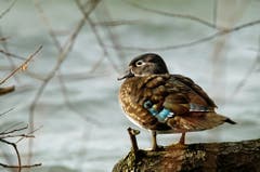 Eine Ente am Sempachersee. (Bild: Marianne Schmid (Sempach, 8. Dezember 2018))