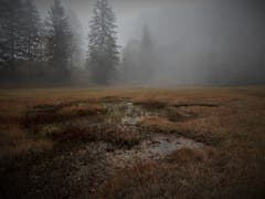 «Nebel heisst umgekehrt leben» — wie schön, dass es in diesem Naturschutzgebiet auf dem Weg vom Gätterlipass zum Urmiberg noch so eine geschützte Oase gibt. (Bild: Margrith Imhof-Röthlin (Gätterlipass, 22. Oktober 2018))