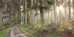 Lichterfüllter Zuswilerwald. (Bild: Priska Ziswiler-Heller (Zuswilerwald, 12. Dezember 2018))